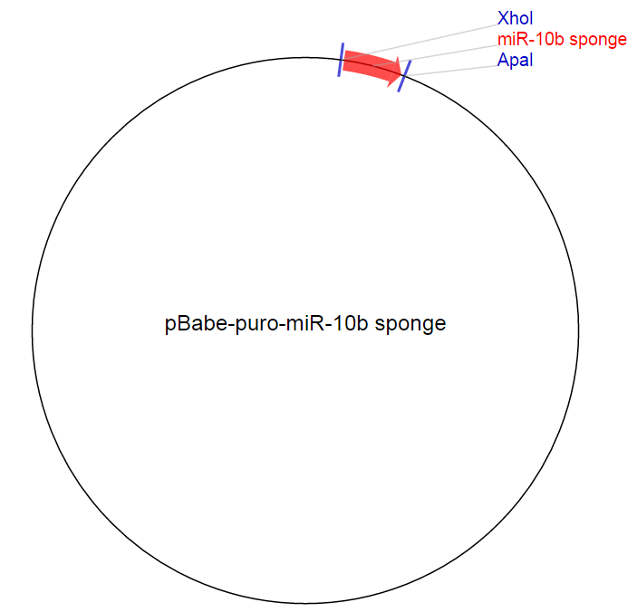 pBabe-puro-miR-10b sponge载体图谱
